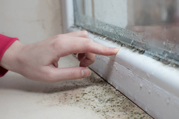 Best Environmental Consulting for Mold Prevention  in Martins Additions, MD